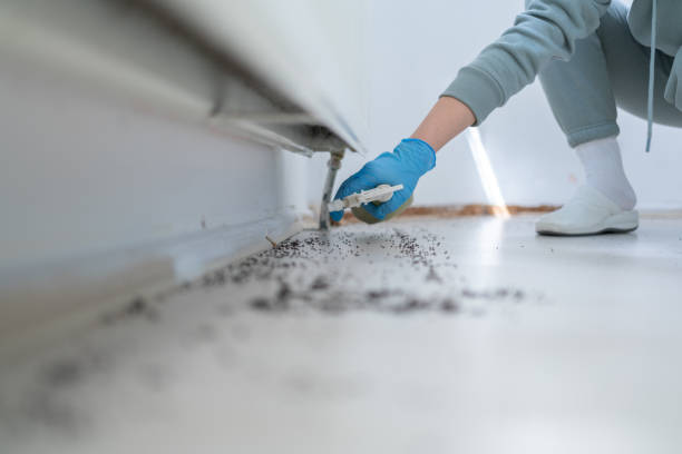 Best Local Pest Control Services  in Montgomery, WV